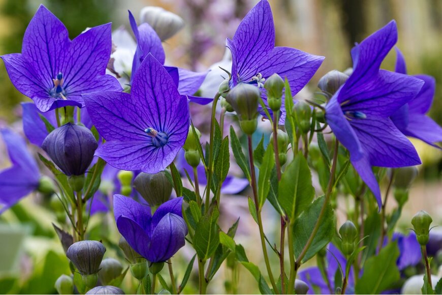 【ガーデニング】初夏～夏の庭はブルー＆パープルの花がオシャレ！涼しげな色合いの植物オススメ8選