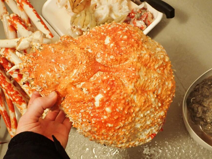 立派なタカアシガニ