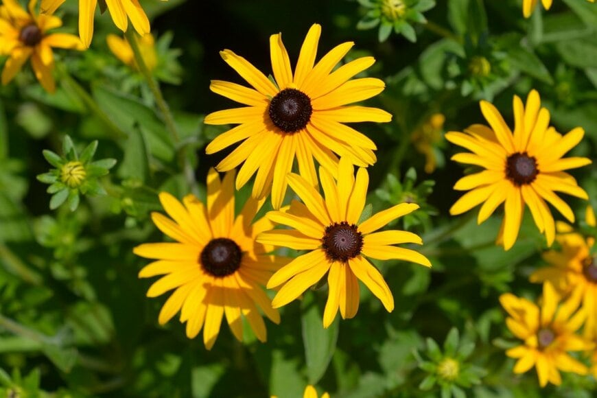 黄色いルドベキアの花