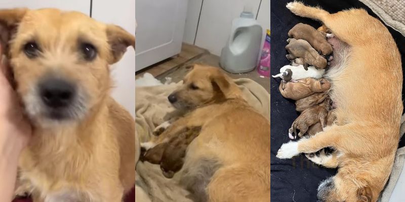 保護されたジェイドと、生まれた8匹の仔犬たち