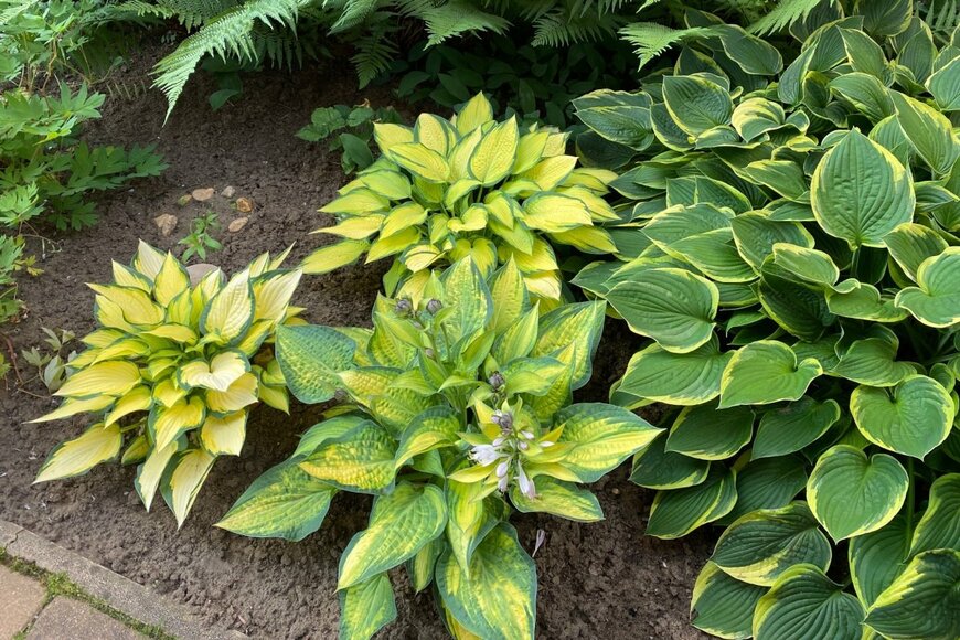 様々な斑入り模様が入った、黄色と緑の葉を広げている、ギボウシ