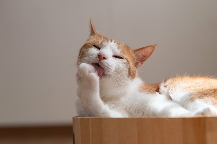 かわいいにゃんこ