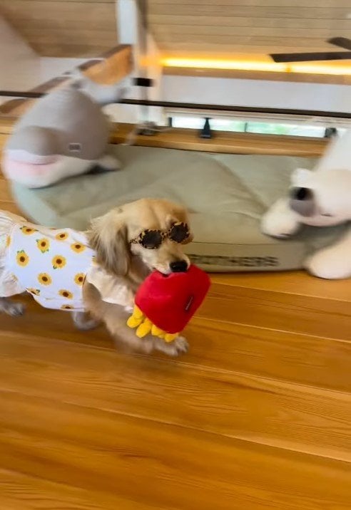 ちょい悪ダックスフント