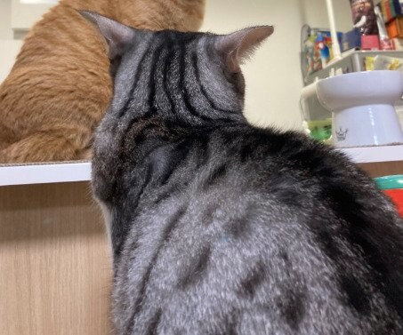 怒られている猫