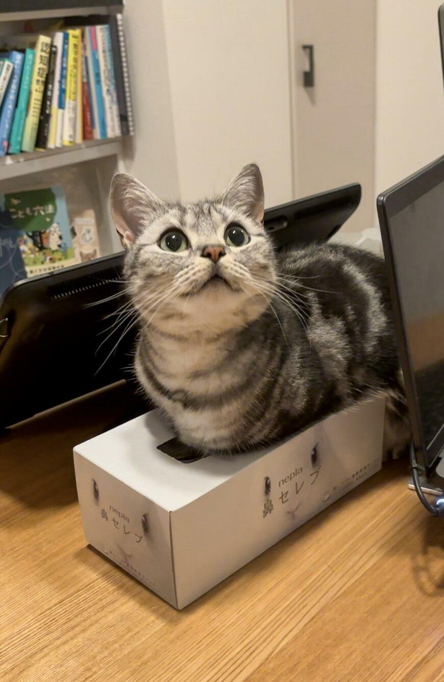 箱ティッシュの上に乗る猫