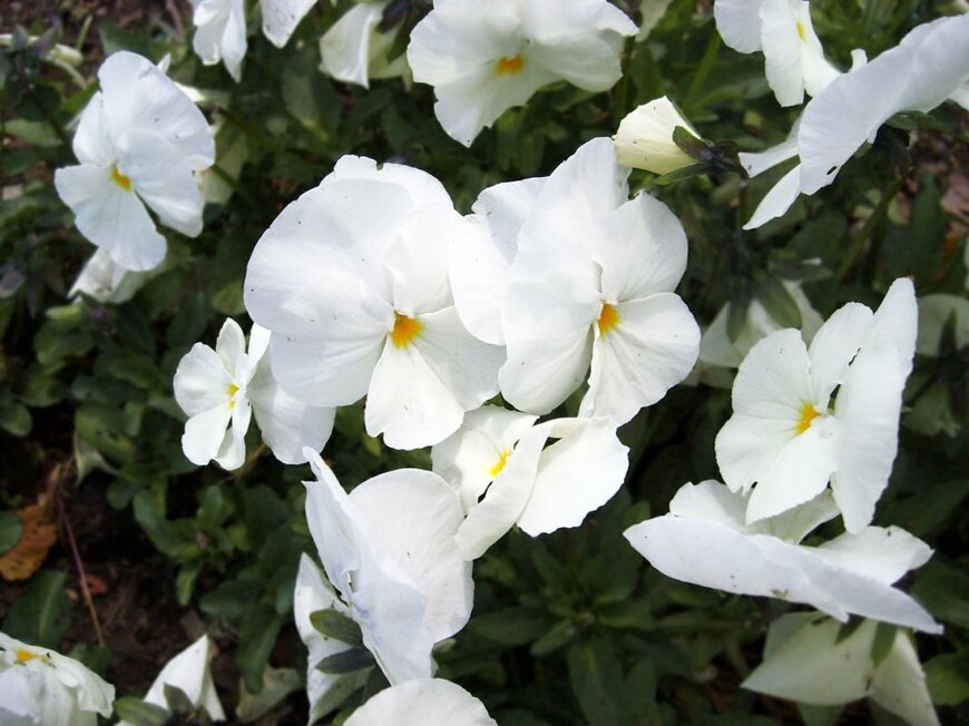 白い花を咲かせている、パンジー