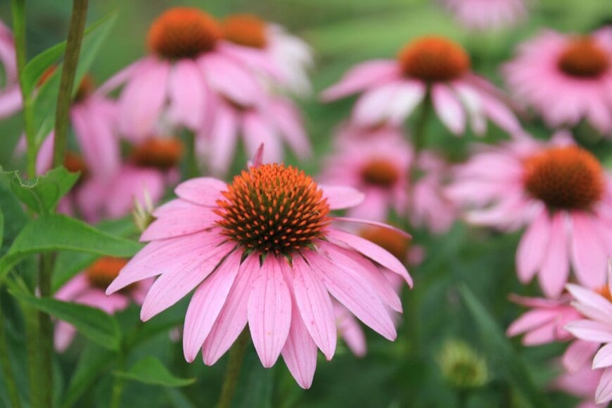 ピンクの花を咲かせている、エキナセア