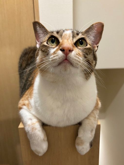 同居猫のはんみちゃん