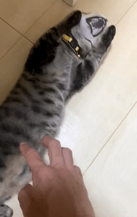 お腹を見せる猫