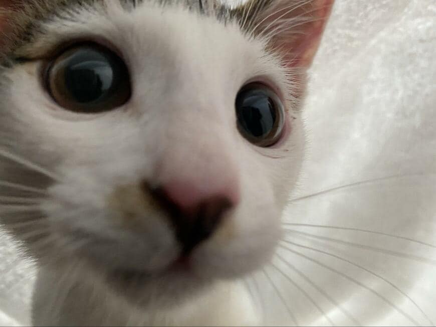 猫の顔度アップ