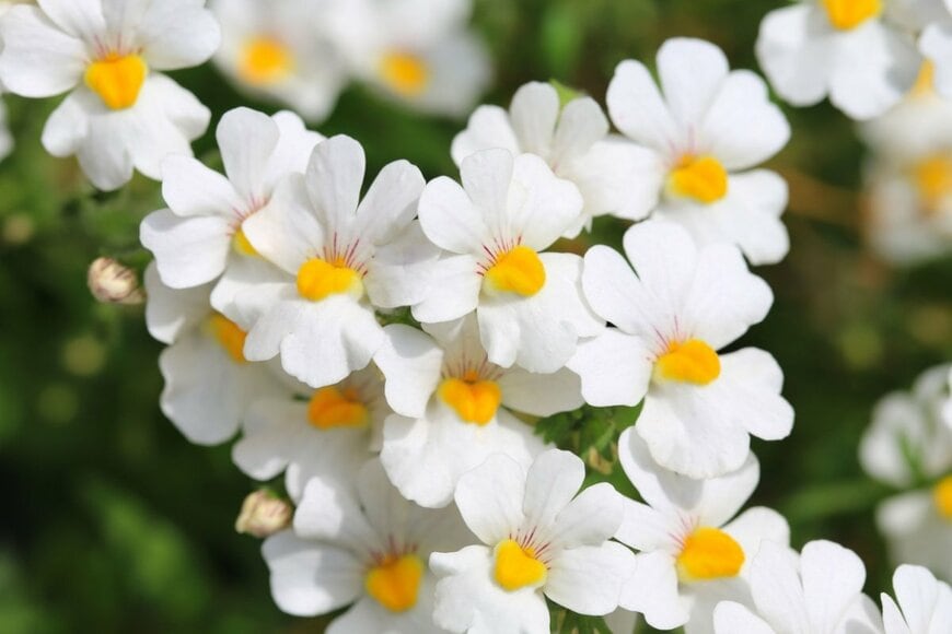 白い花を咲かせている、宿根ネメシア。花の中央は黄色