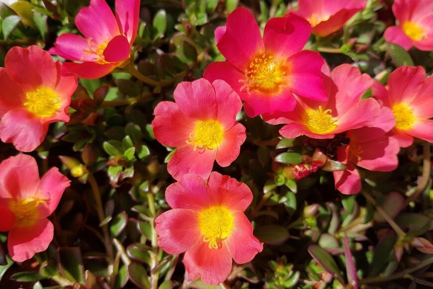 ピンクのポーチュラカの花