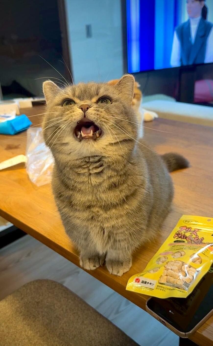 おねだりする猫