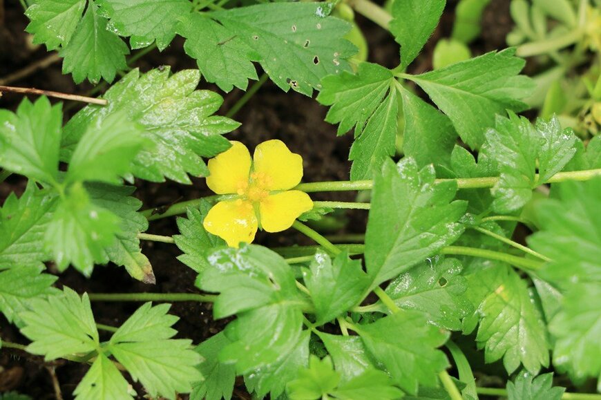 黄色い花を咲かせている、ポテンティラ・ベルナ