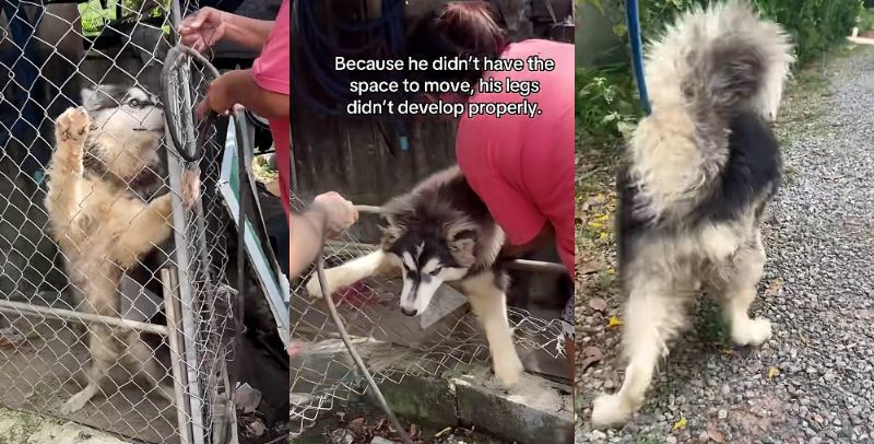 出所：<u><a href="https://www.tiktok.com/@happydoggoniall/video/7674514291583749396" target="_blank">＠happydoggoniall</a></u>