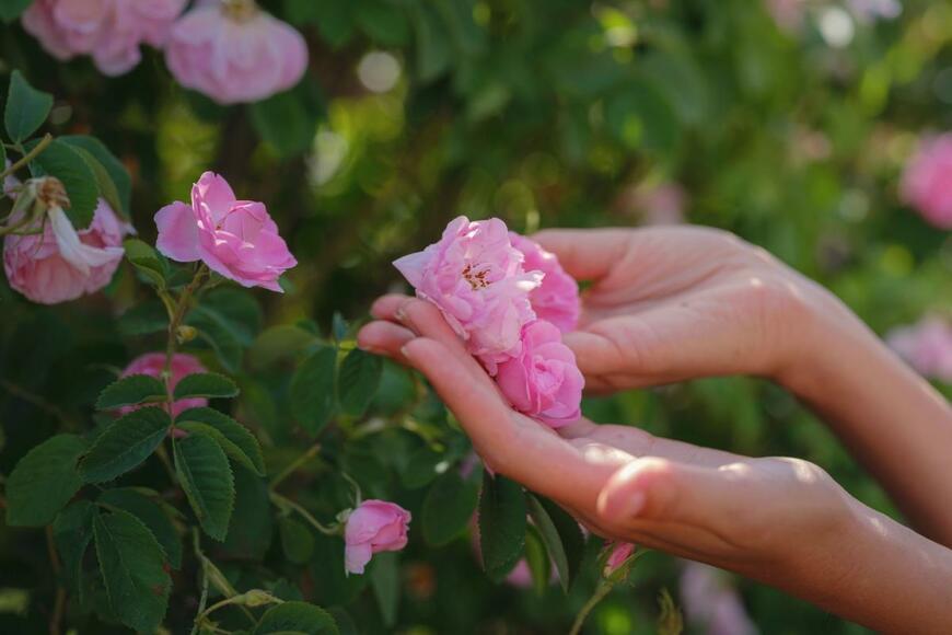 両手をバラの花に添えている様子。花の色は淡いピンク色。