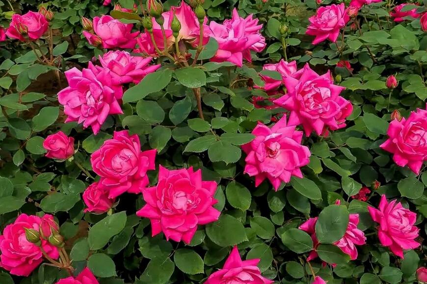 鮮やかなピンク色の花弁を持つピンク・ダブル・ノックアウトの花が咲いている。