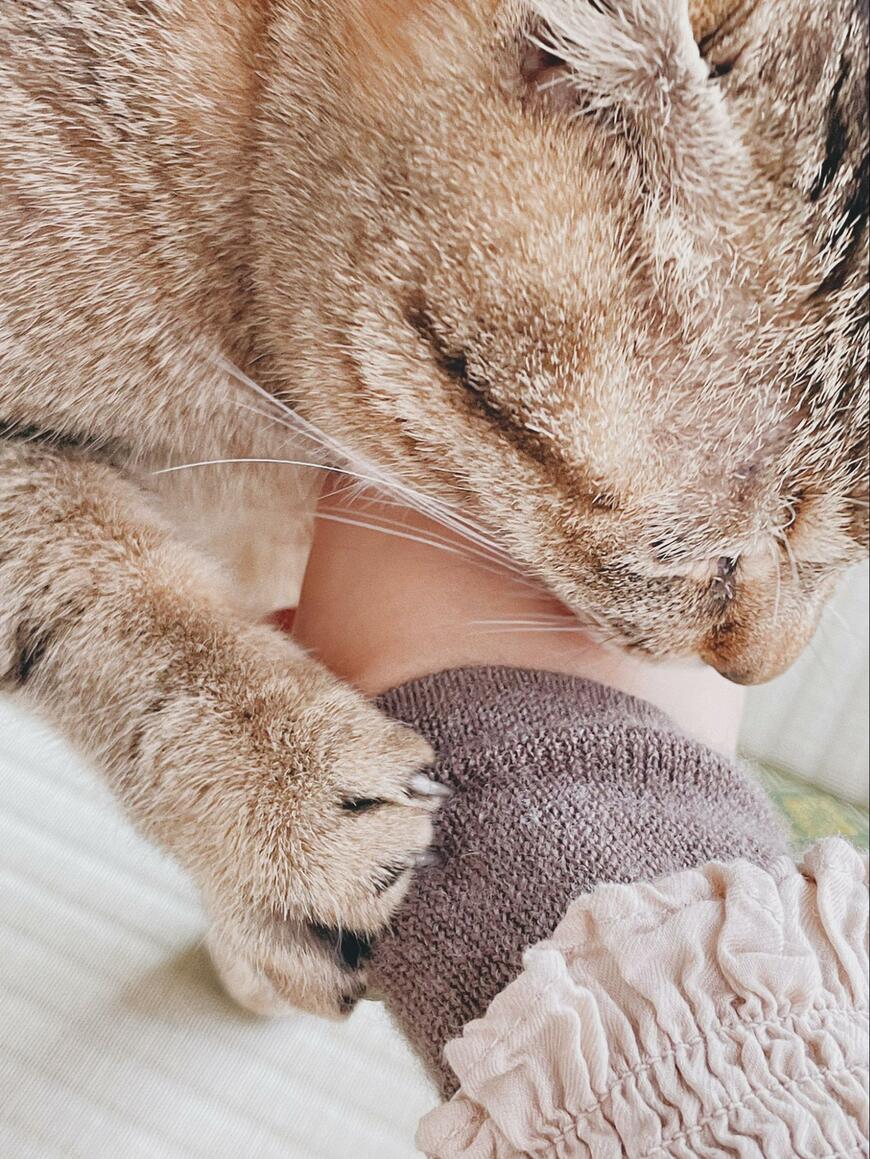 飼い主さんと猫