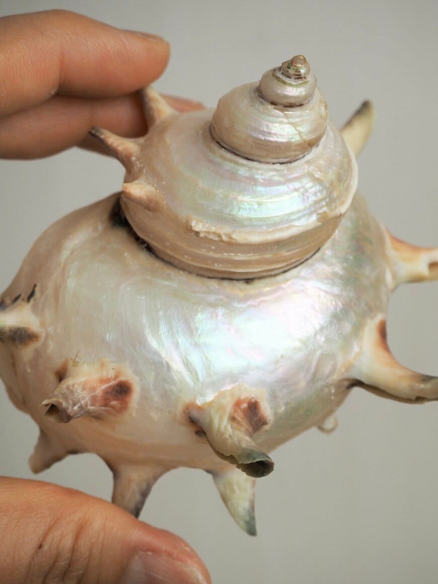 磨いて美しくなったサザエ