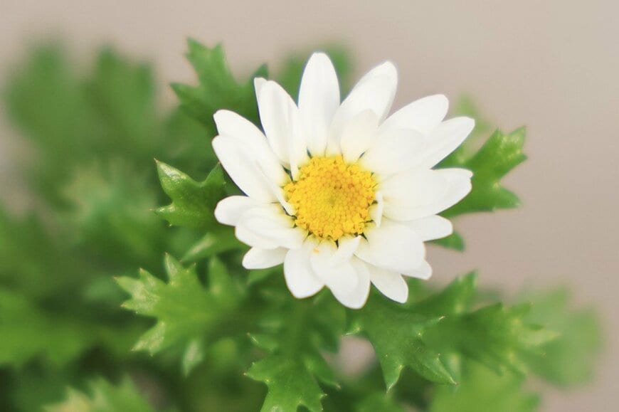 白い花を咲かせている、ノースポール