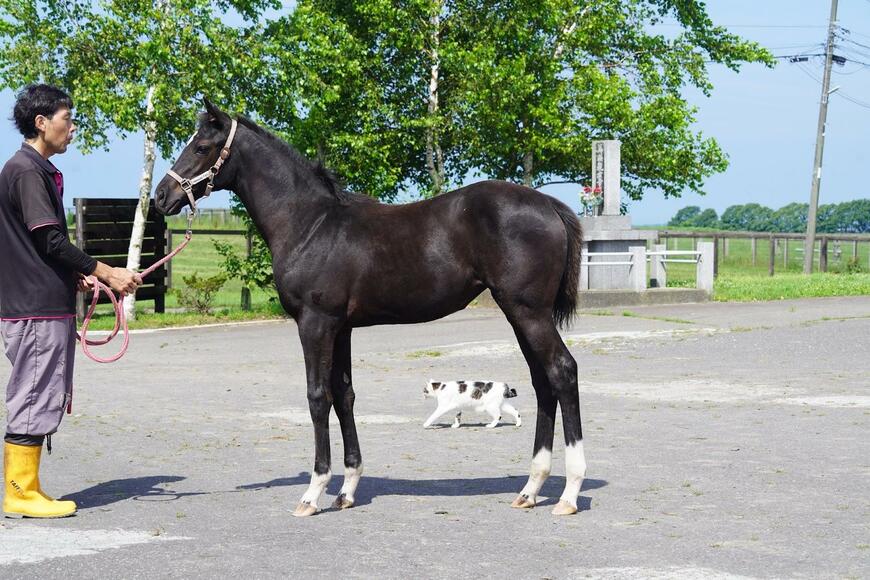 サラブレッドの定期写真