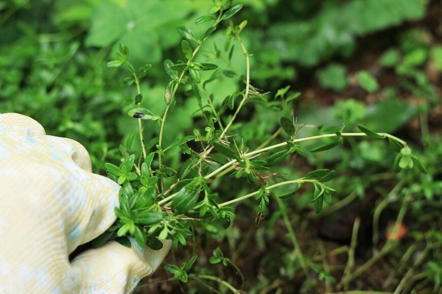 クリーピングタイムの手入れをしている様子