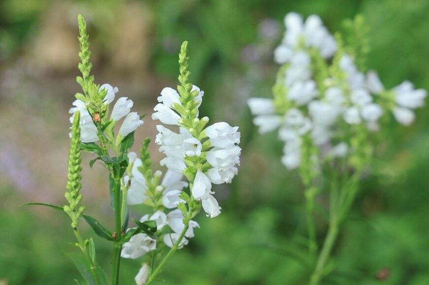 白い花を咲かせている、ハナトラノオ