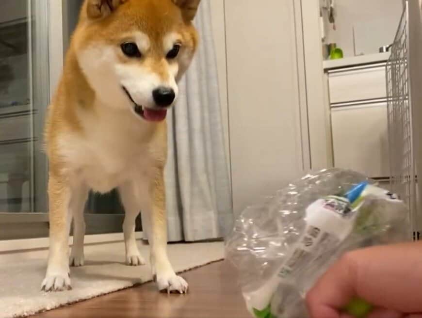 ペットボトルと戦う犬