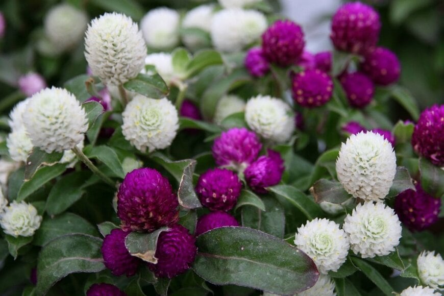 センニチコウの花。色は白と濃いピンク。