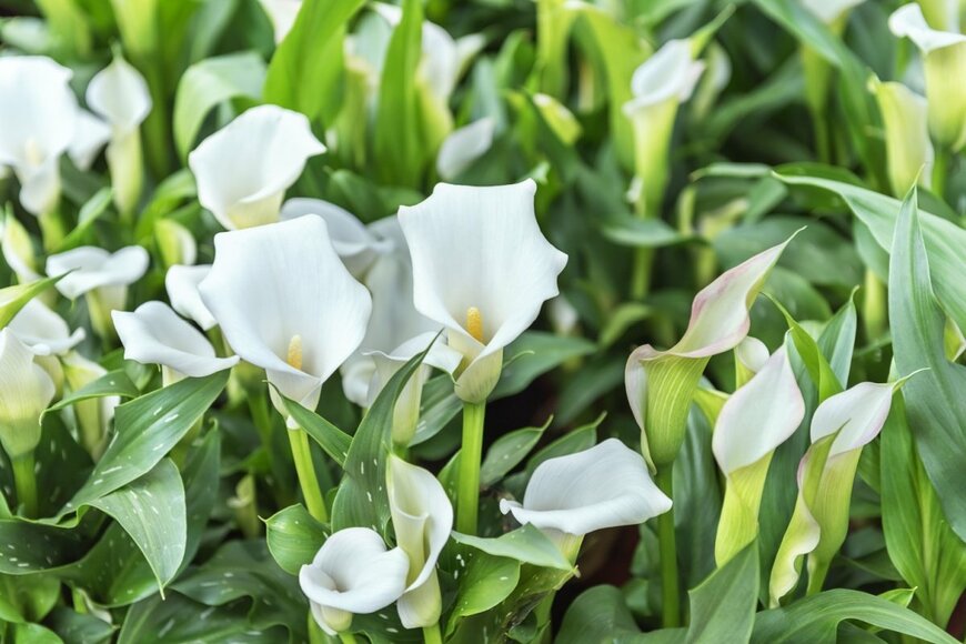 白い花を咲かせているカラー