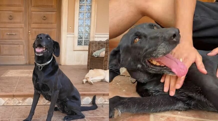 出所：<u><a href="https://www.youtube.com/watch?v=jxJCVB1bKY0" target="_blank">@ExtremeAnimalRescue</a></u>