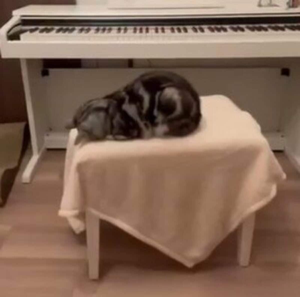 パパに呼ばれて寝たふりをする猫が「目覚めた言葉」にホッコリ 「おやつにはやっぱり敏感なんだね」の声 | LIMO | くらしとお金の経済メディア