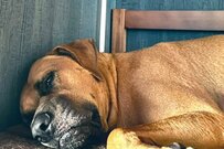 Twitterで話題の、月曜朝を迎えた社会人のような犬