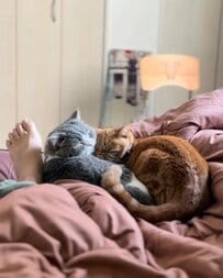 【ご、ごめんニャさい】お姉ちゃん猫にかまってほしくて…猫がやらかした行動が可愛すぎた！