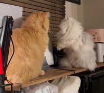 ファイティングポーズで戦う猫が話題　格闘家さながらの姿に4万5000いいね