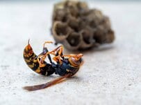 【害虫駆除トラブル】害虫駆除で作業後に高額請求されないために気をつけることは？