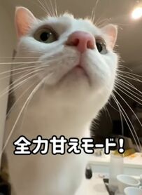 「いつまでも甘えん坊でいて」寝る前に飼い主さんに甘える猫ちゃんにSNSユーザーがキュン