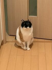 約束を破った飼い主さんに怒れる元保護猫ちゃん！怒っているのが分かりやすい表情に笑っちゃう！