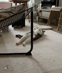 朝になり起床した猫ちゃん！その直後、まさかの行動に共感の声