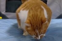 【飼い主さんも夢中】バブみがすごい猫ちゃん　あひるグッズが最高に似合う立ち姿に思わず二度見