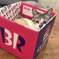 お気に入りの箱にずっと入っていた猫さん　まさかの姿に思わず笑っちゃう