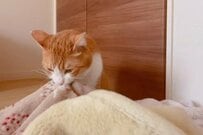 遊びに夢中な猫ちゃんと思いきや…　「一瞬見せた顔」に笑ってしまう