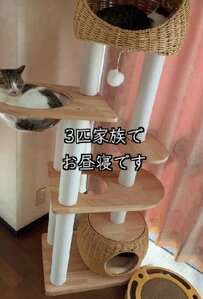 【応援したくなる！】先天性の病を抱えた子猫ちゃん、ママに愛されてニッコリ…