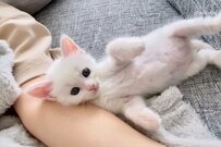 腕枕大好きな元捨て猫さん、1年後の姿に「入れ替わった…？」