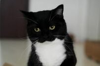 【くらえ！】「最強のパンチ」を繰り出す猫ちゃんに注目　覚悟が決まった表情がたまらない…