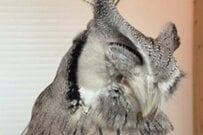 お地蔵様のように微動だにしないフクロウ　「まさかの理由」が話題に