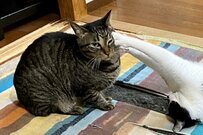 猫達の奇跡的な1枚が微笑ましい「もちろん同じ事は…」