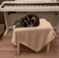 パパに呼ばれて寝たふりをする猫が「目覚めた言葉」にホッコリ