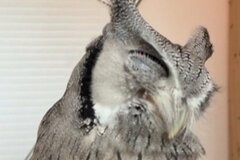 お地蔵様のように微動だにしないフクロウ　「まさかの理由」が話題に