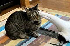猫達の奇跡的な1枚が微笑ましい「もちろん同じ事は…」